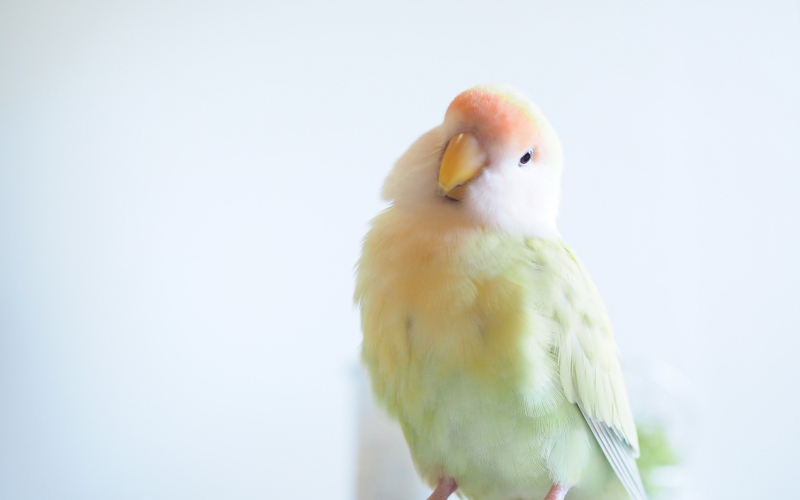 獣医師監修】小鳥をペットとして飼う前に知っておくべき飼育方法